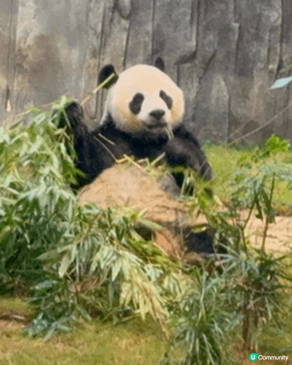 最近去香港海洋公園，第一站當然係直衝大熊貓館，近距離看「安安...