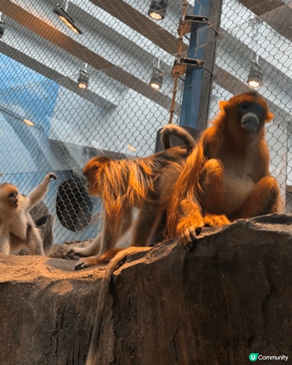最近去香港海洋公園，第一站當然係直衝大熊貓館，近距離看「安安...