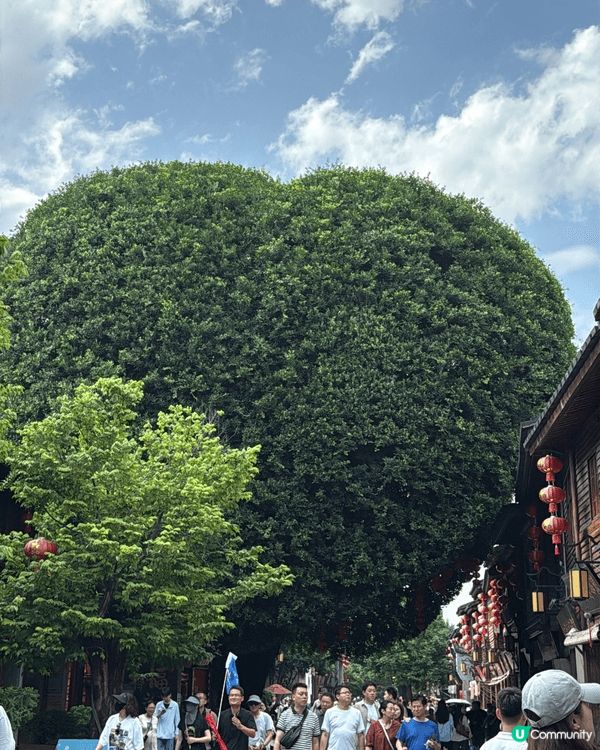 這是位於福建福州的三坊七巷南後街愛心樹，由老榕樹的天然樹幹交...