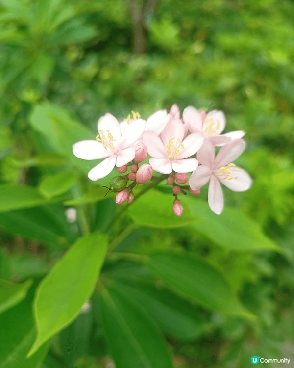 大埔公園靚到癲 🌿🌺