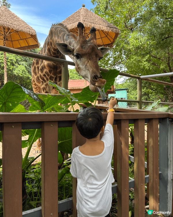 第二次去深圳野生動物園餵不同的動物，今次第一次餵老虎十分緊張...