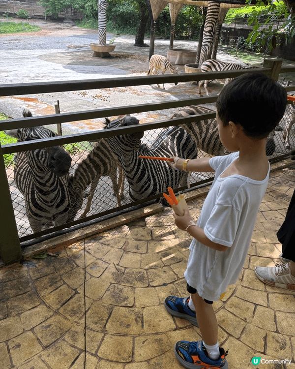 第二次去深圳野生動物園餵不同的動物，今次第一次餵老虎十分緊張...