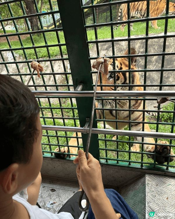第二次去深圳野生動物園餵不同的動物，今次第一次餵老虎十分緊張...
