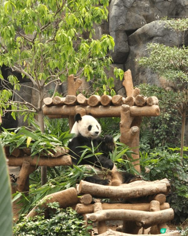 ocean park, 可以逛街可以觀賞海洋生物，非常經典既...