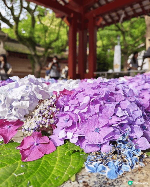 6月份同阿仔第一次衝岀香港去日本旅行，適逢繡球花季節。阿仔玩...