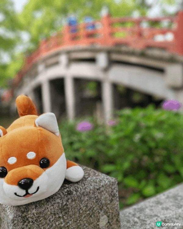 6月份同阿仔第一次衝岀香港去日本旅行，適逢繡球花季節。阿仔玩...