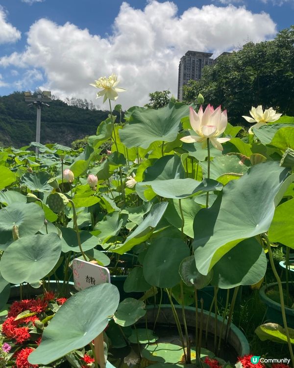 荷花節🏖️橫琴澳門蓮花開！🌺