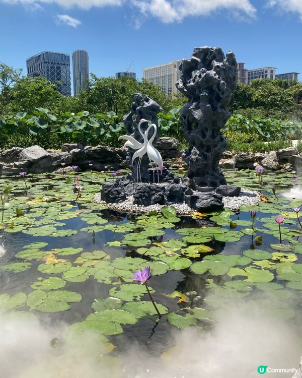 荷花節🏖️橫琴澳門蓮花開！🌺