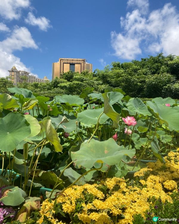 荷花節🏖️橫琴澳門蓮花開！🌺