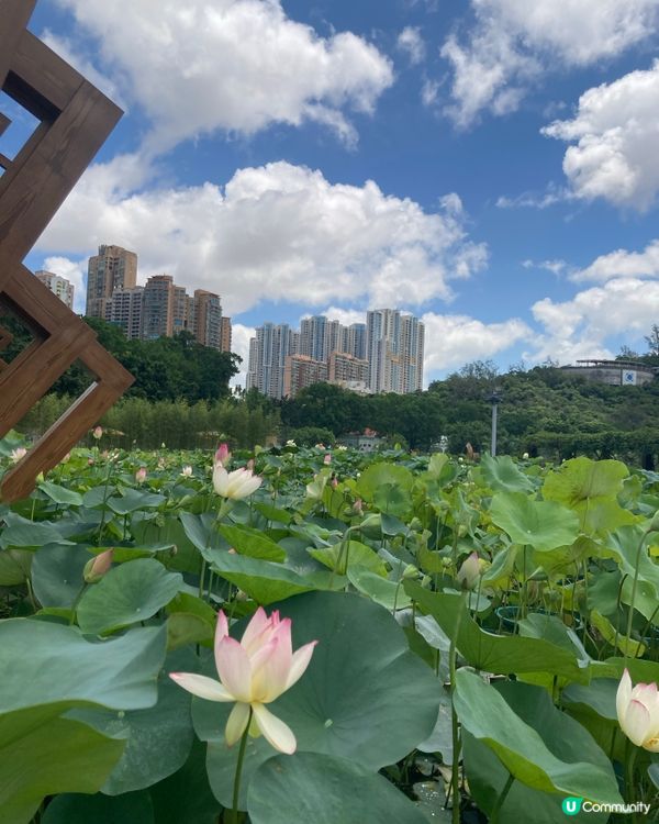 荷花節🏖️橫琴澳門蓮花開！🌺