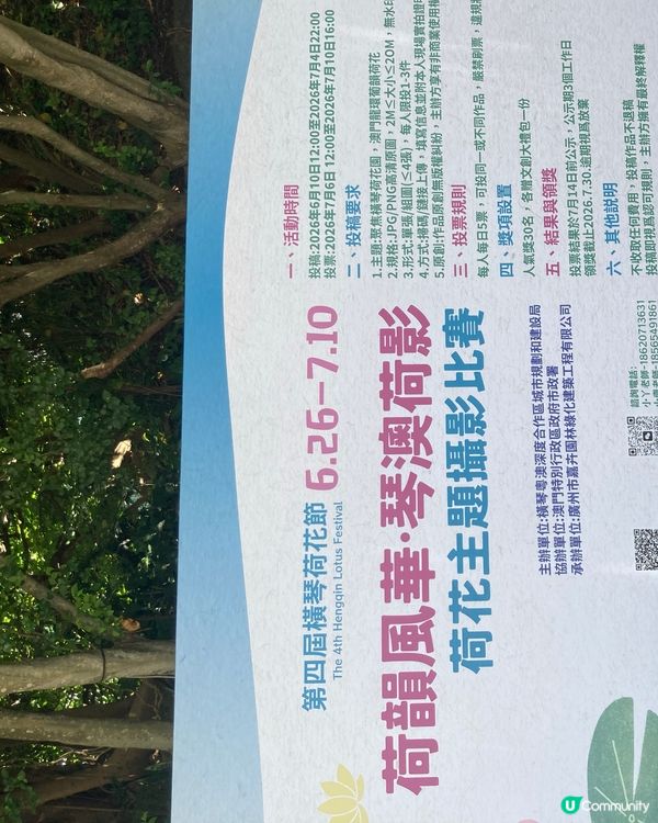 荷花節🏖️橫琴澳門蓮花開！🌺