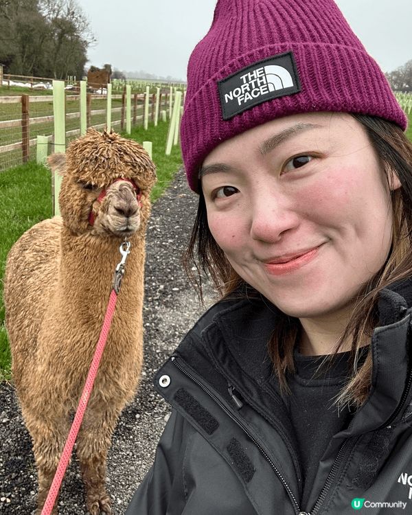介紹毛孩英國生活點滴，由去睇獸醫，揀玩具，camping 等...