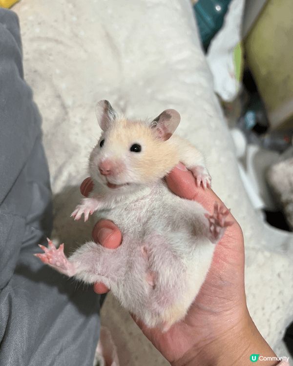 我有3隻好得意嘅倉鼠 一隻叫奶茶 一隻叫肥妹 一隻叫細bb ...