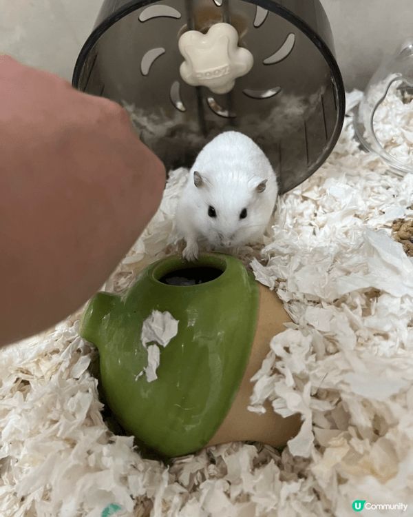 我有3隻好得意嘅倉鼠 一隻叫奶茶 一隻叫肥妹 一隻叫細bb ...