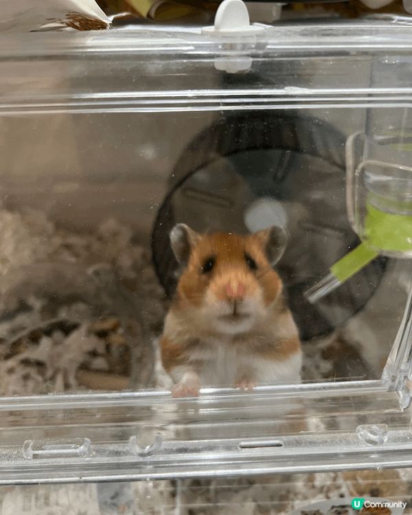 我有3隻好得意嘅倉鼠 一隻叫奶茶 一隻叫肥妹 一隻叫細bb ...