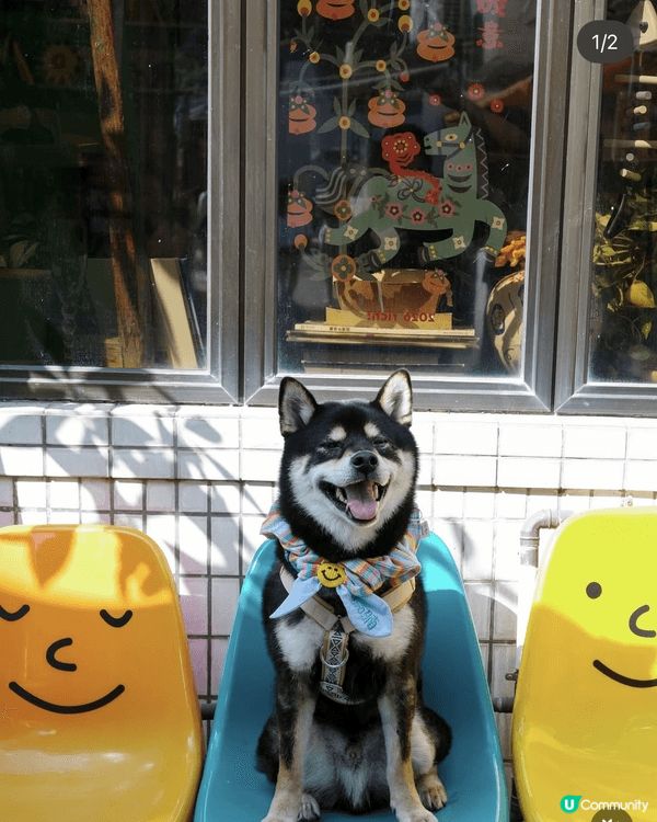 I love going out with my doggi...