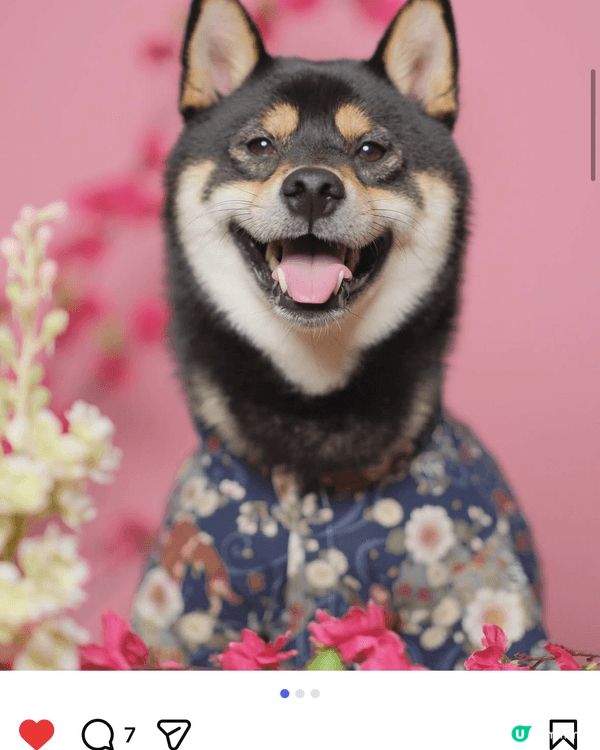 I love going out with my doggi...
