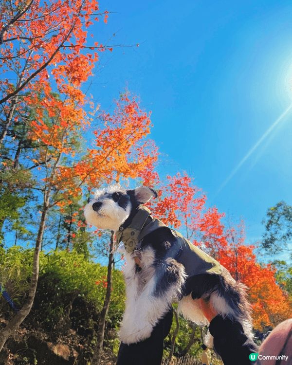 🐶 PISTA | 迷你史納莎｜男仔