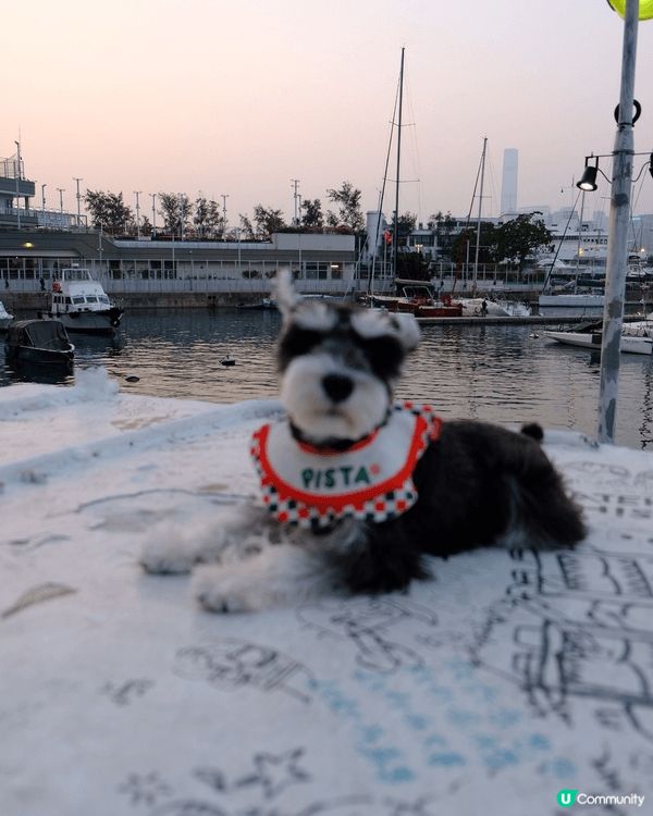 🐶 PISTA | 迷你史納莎｜男仔