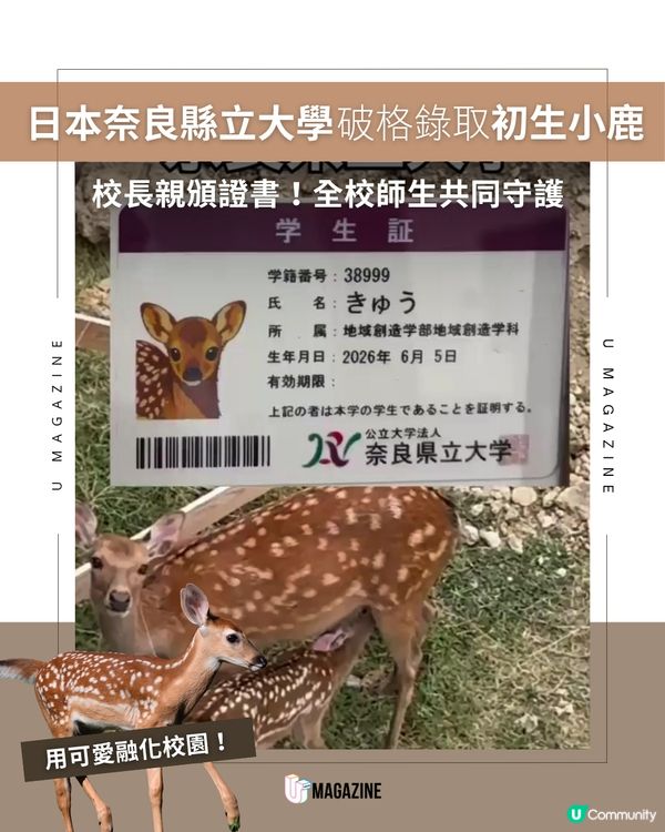 日本奈良縣立大學迎野生小鹿入學                                                     