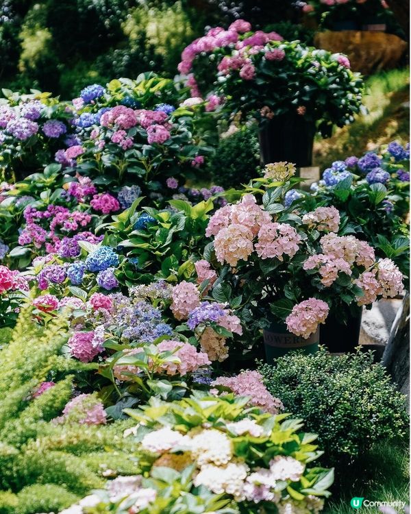 深圳繡球花庭園餐廳🌸設多種包廂、免費生日佈置🎂