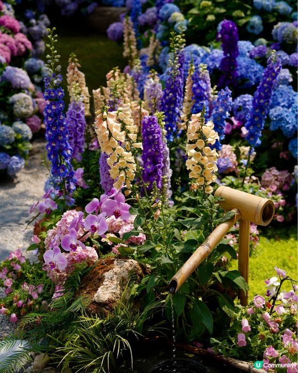 深圳繡球花庭園餐廳🌸設多種包廂、免費生日佈置🎂