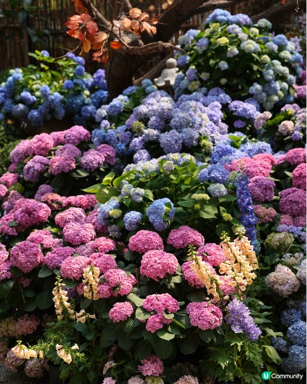深圳繡球花庭園餐廳🌸設多種包廂、免費生日佈置🎂