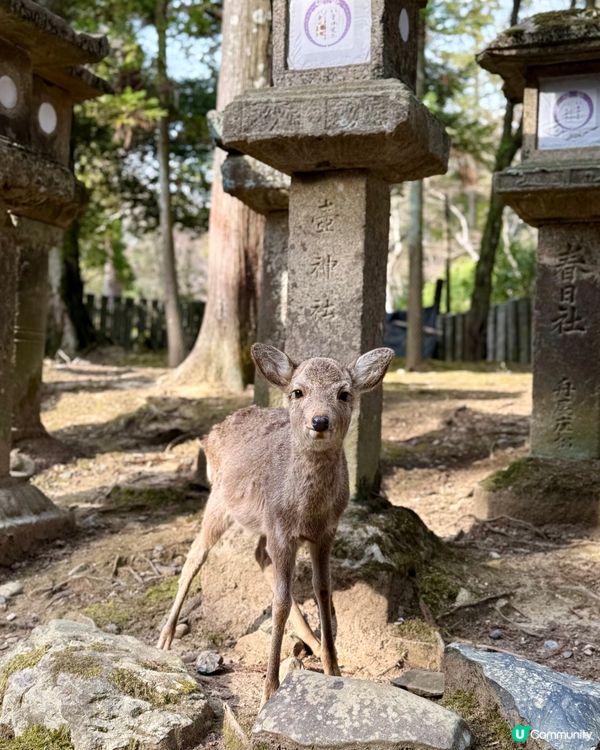 奈良の鹿の写真🦌