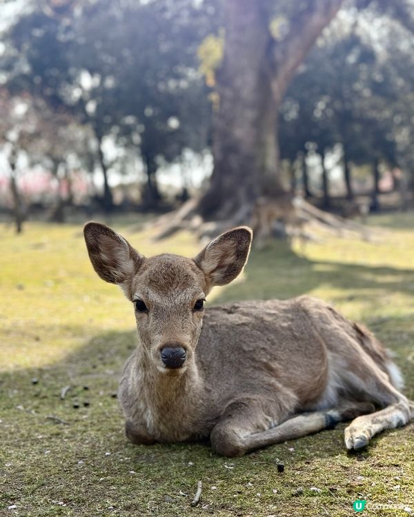 奈良の鹿の写真🦌