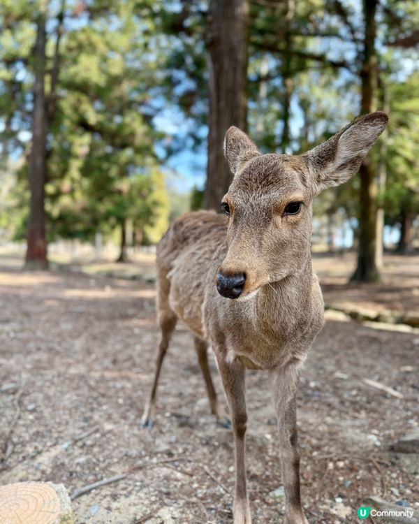 奈良の鹿の写真🦌