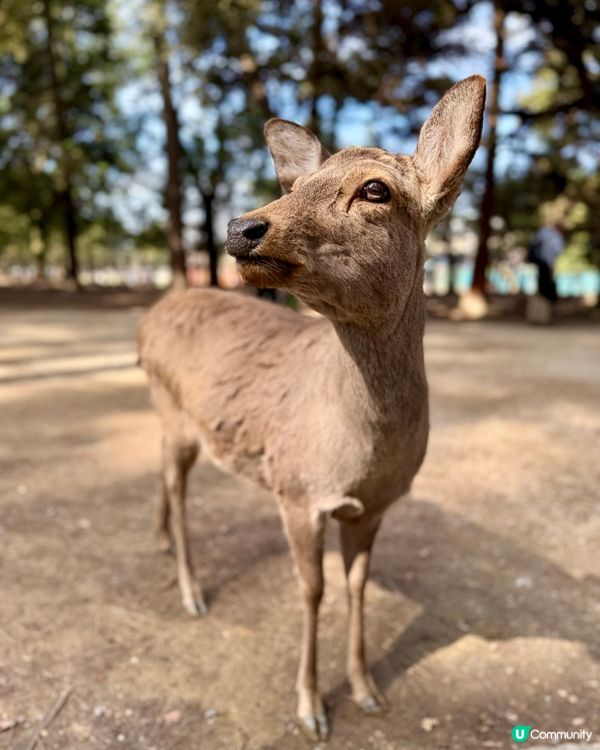 奈良の鹿の写真🦌