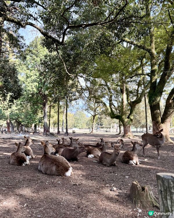 奈良の鹿の写真🦌