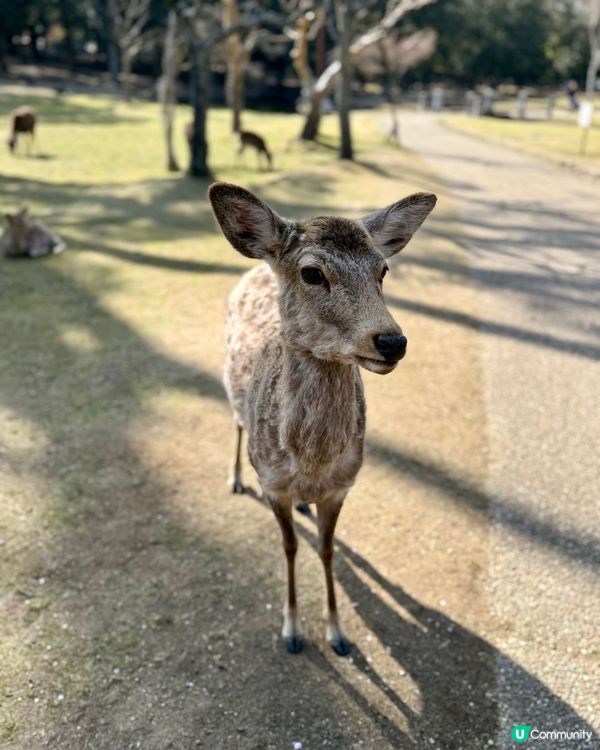 奈良の鹿の写真🦌