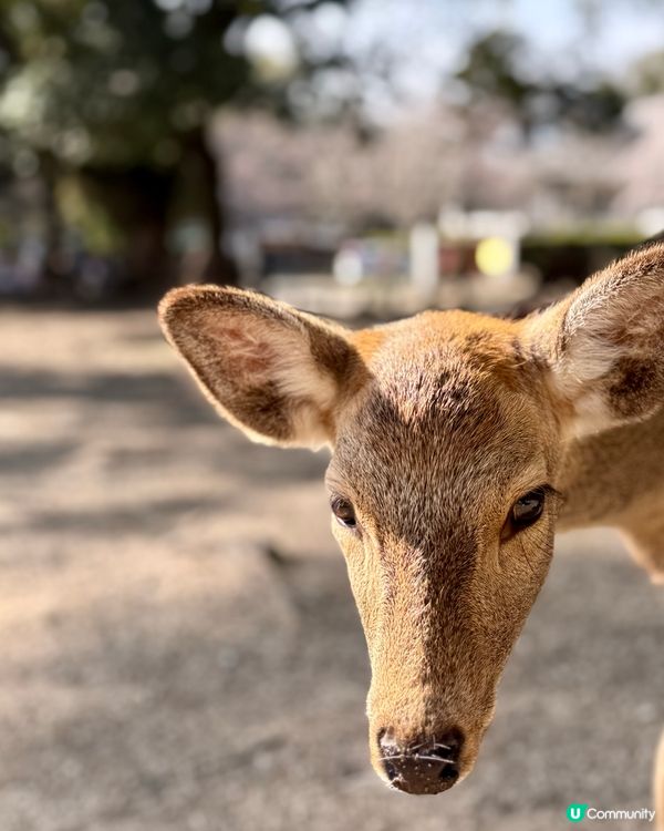奈良の鹿の写真🦌