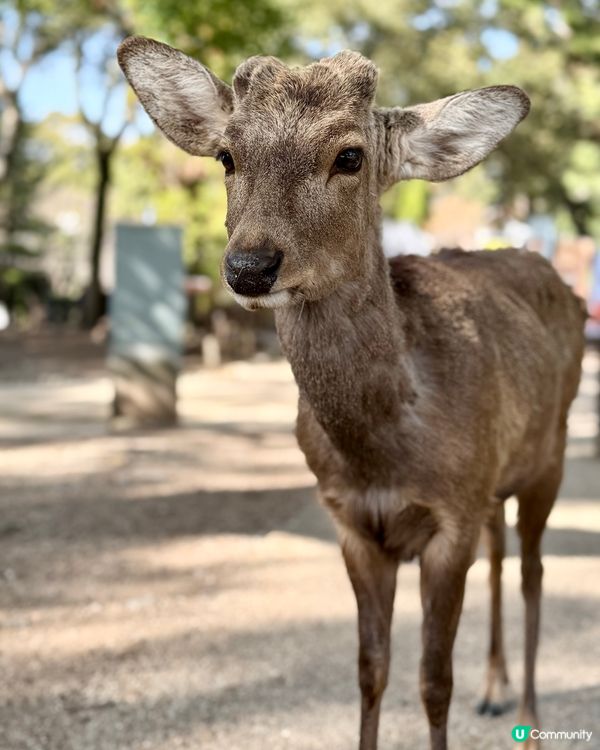 奈良の鹿の写真🦌
