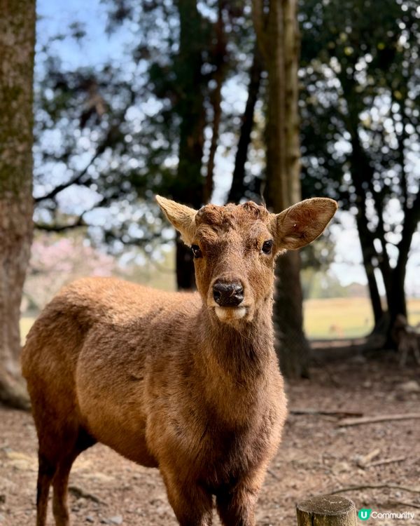 奈良の鹿の写真🦌