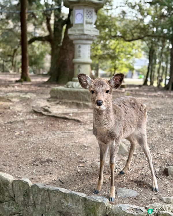 奈良の鹿の写真🦌