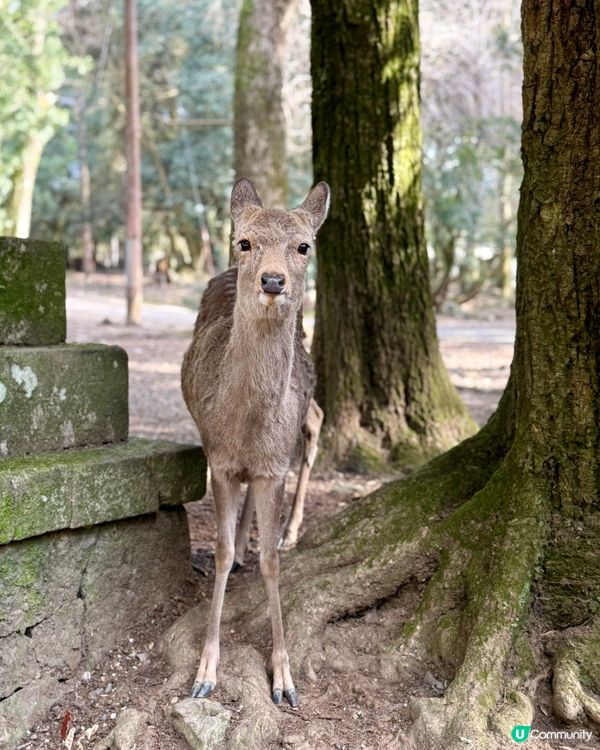 奈良の鹿の写真🦌