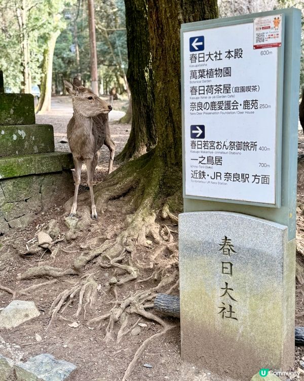 奈良の鹿の写真🦌