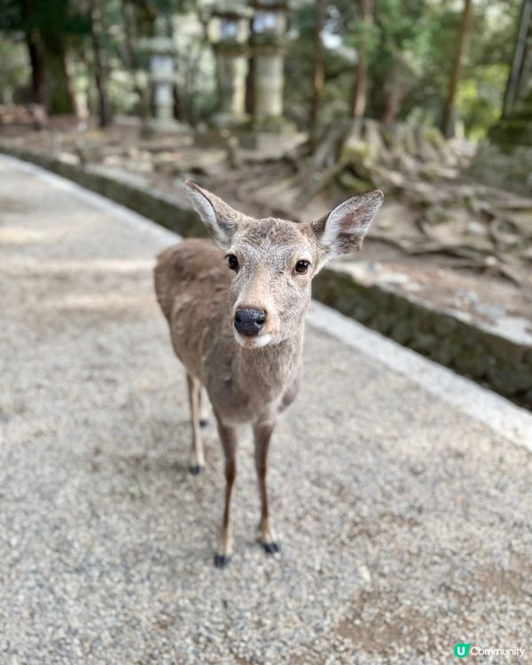 奈良の鹿の写真🦌