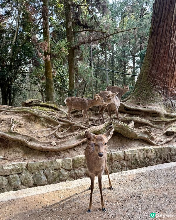 奈良の鹿の写真🦌