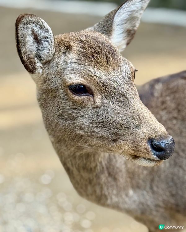 奈良の鹿の写真🦌