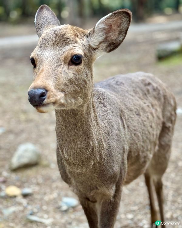 奈良の鹿の写真🦌