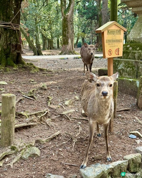 奈良の鹿の写真🦌
