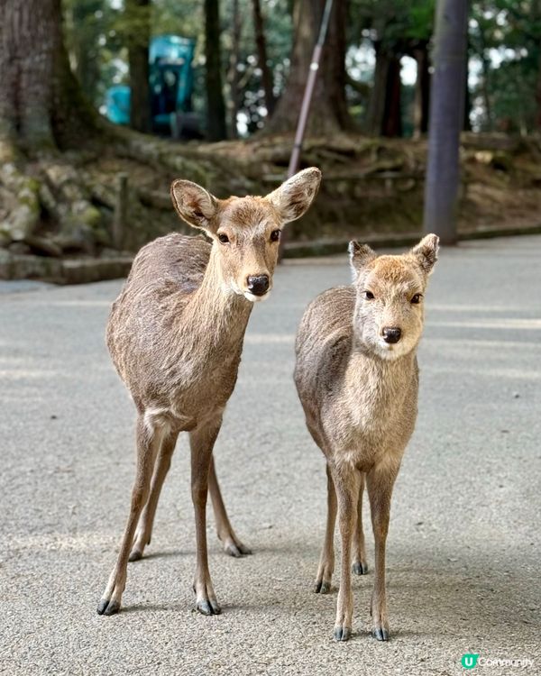 奈良の鹿の写真🦌