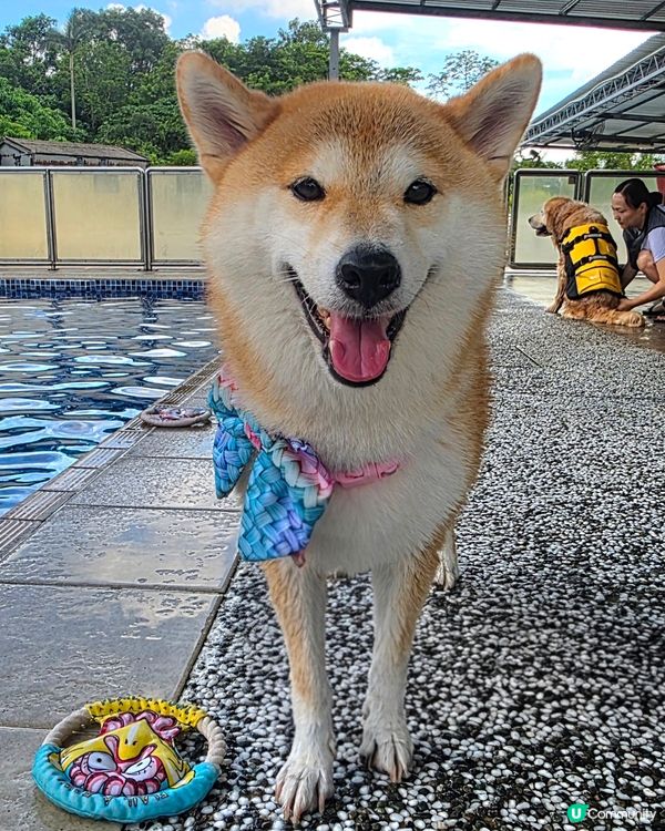 Ringo, Tobey and Coco 開心暢游 at ...