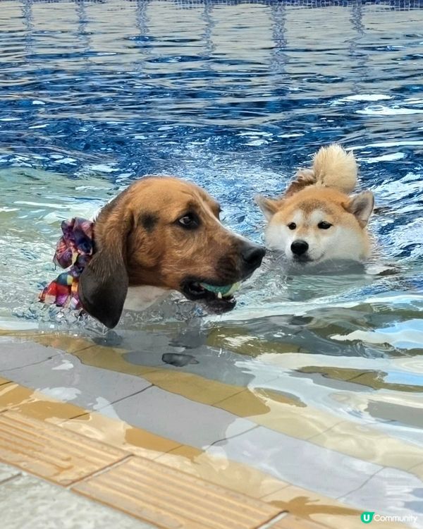 Ringo, Tobey and Coco 開心暢游 at ...