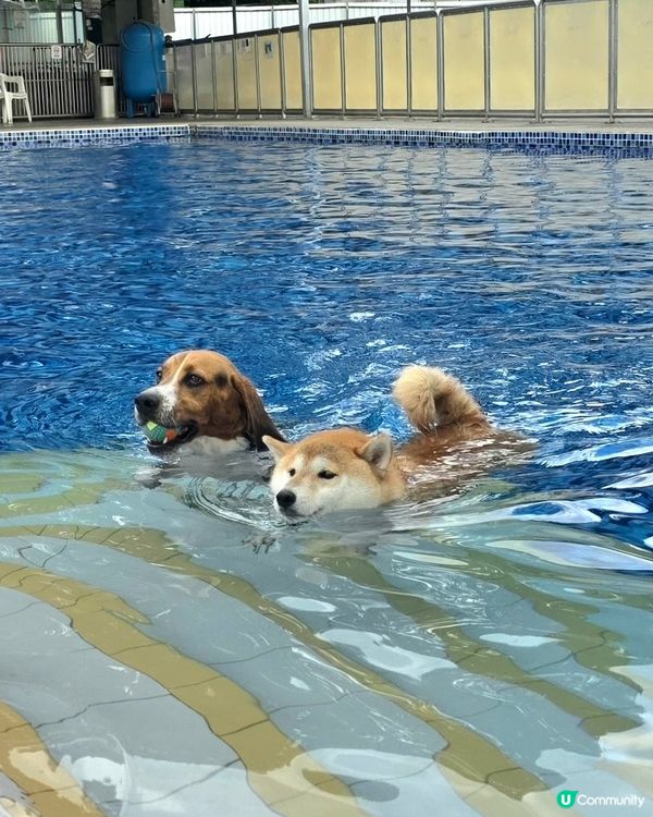 Ringo, Tobey and Coco 開心暢游 at ...