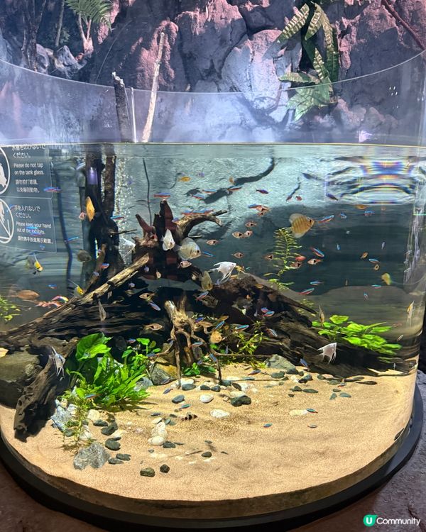 沖繩夏日親子遊🏖️水族館篇🐠🪼🐋
