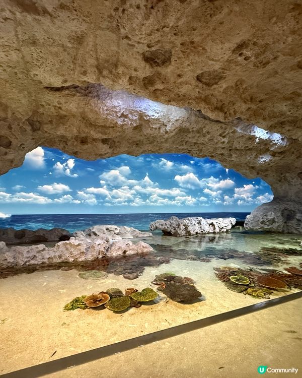 沖繩夏日親子遊🏖️水族館篇🐠🪼🐋